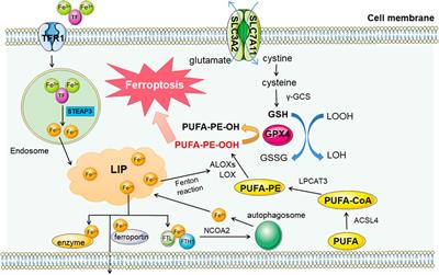 The Organelle-Specific Regulations and Epigenetic Regulators in Ferroptosis